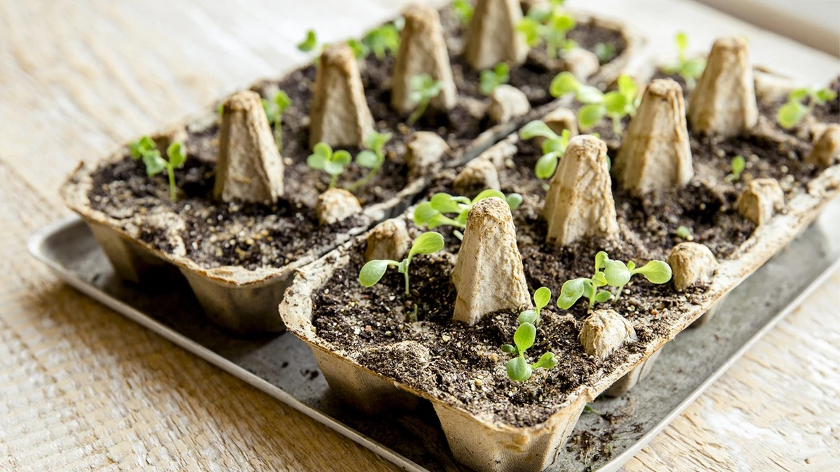 Krabice od vajec jako sázečka pro semínka? Zahradníci vám poděkují