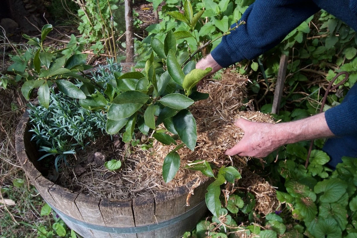 Cibulová slupka v květináči – proč si ji zahradníci nechávají pro sebe - image 1