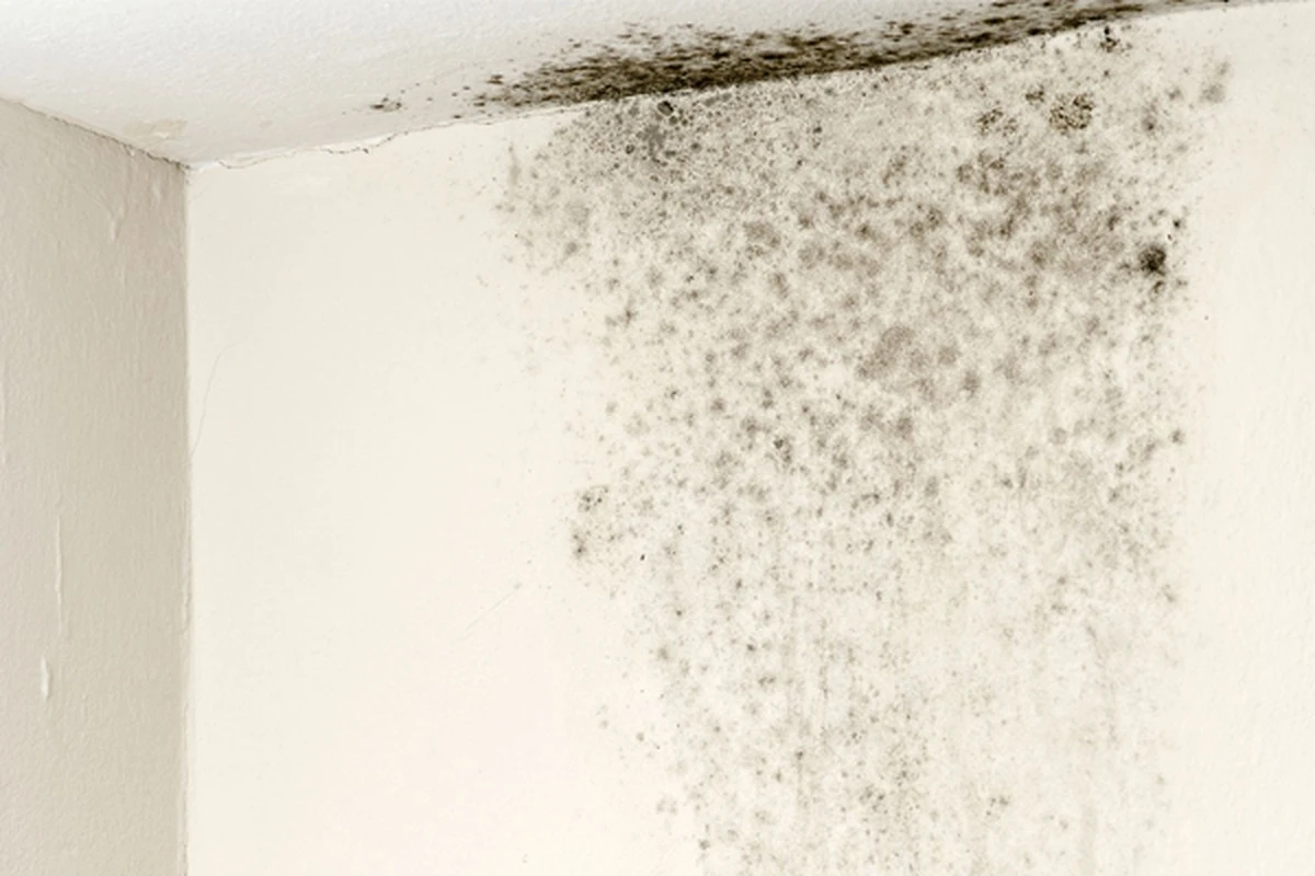 Jedlá soda proti plísni na stěnách – funguje lépe než drahé chemikálie - image 2