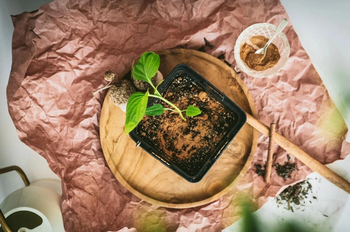 Záhradáři prozradili: proč rozdrtit skořici kolem rostlin - image 2