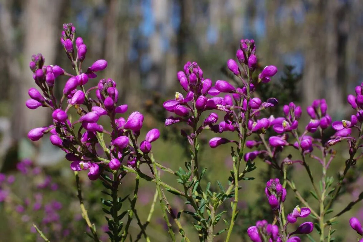 Sirky v rostlinách fungují jako přírodní hnojivo: vědecký důvod - image 2