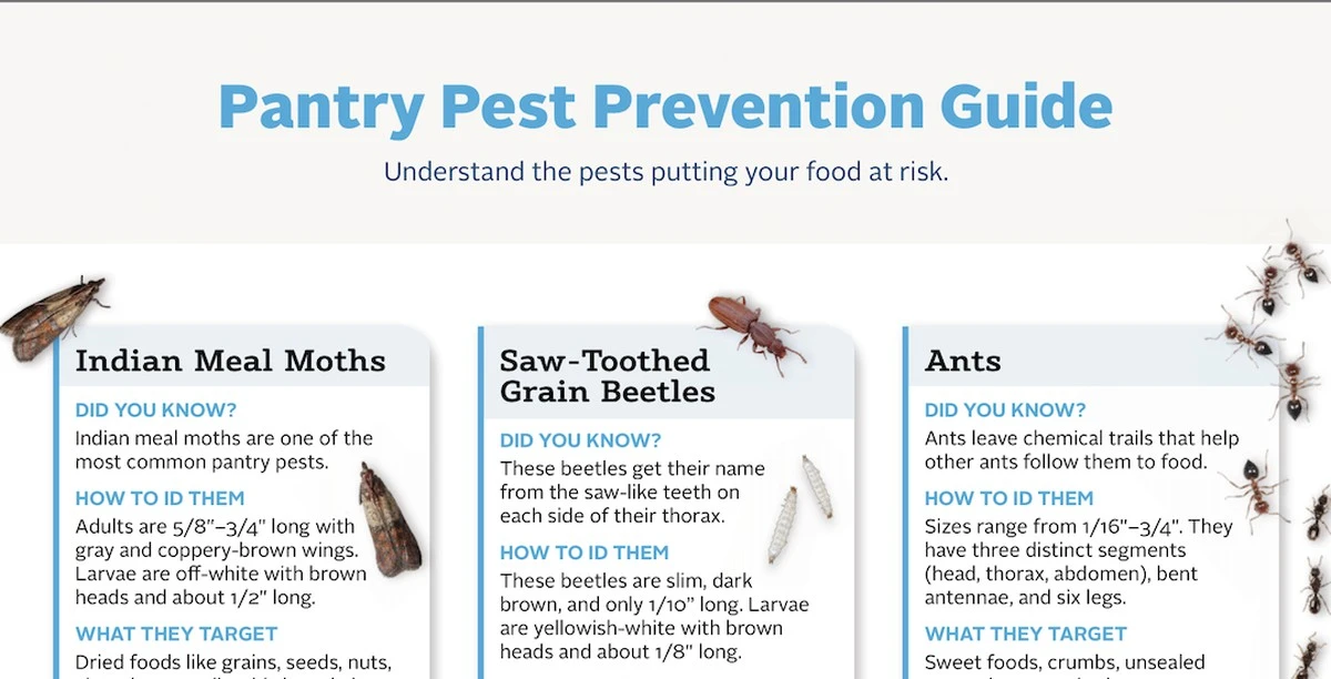 Bobkový list do mouky: Jak staří kuchařové hubili škůdce - image 1