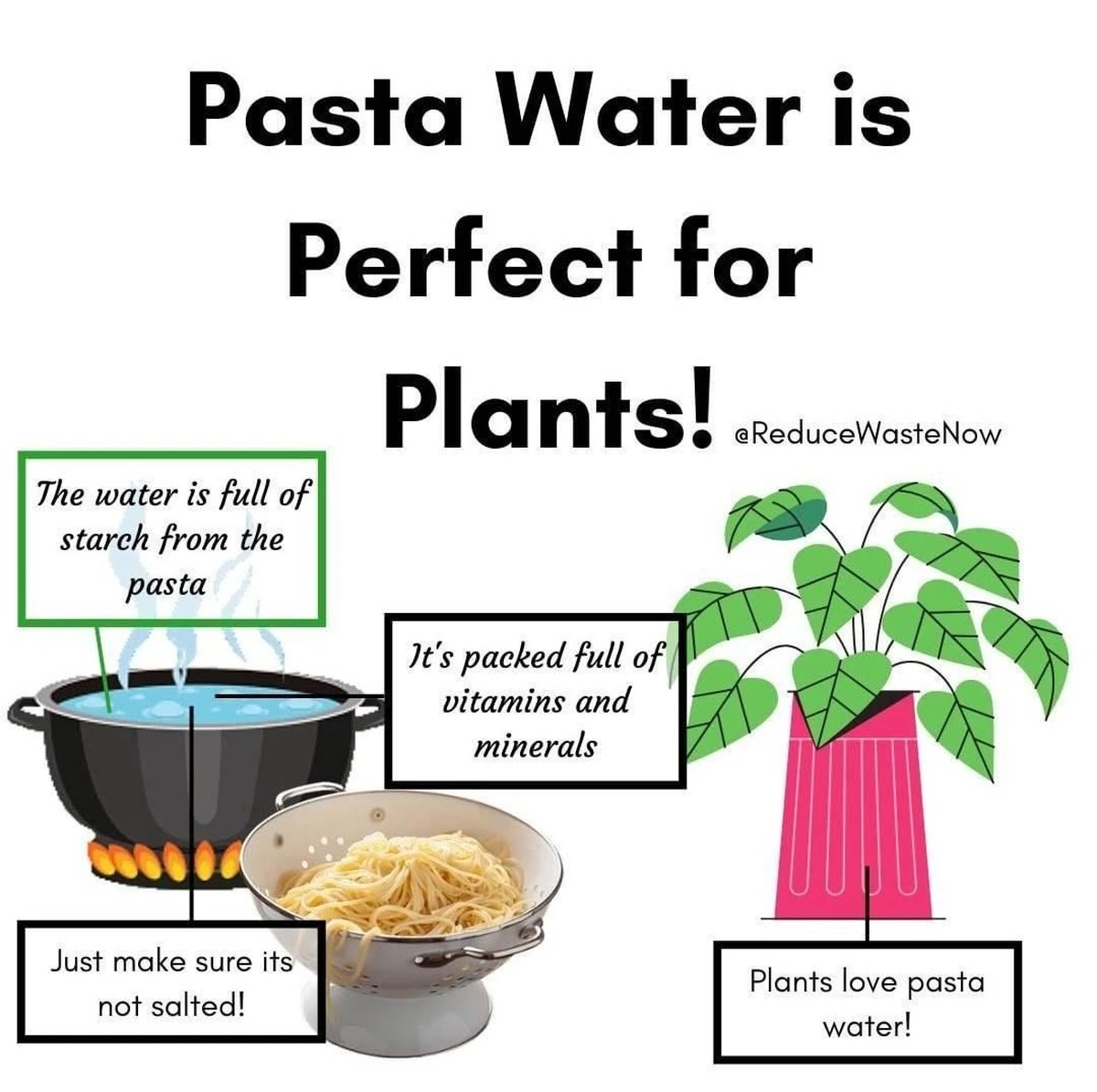 Voda ze varu těstovin na pokojové rostliny: proč ji hosté chválí