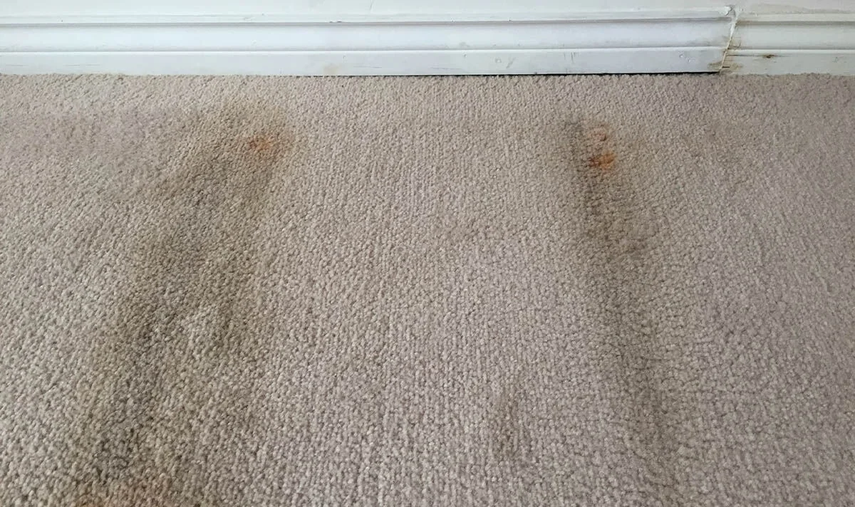 Starý noviny pod kobercem: řešení na vlhkost, které zaměstnanci čistírny znají - image 1