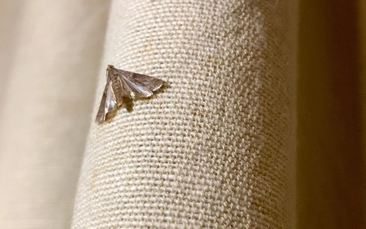 Vložte bobkový list do mouky: 100letá zbraň proti molům - image 1