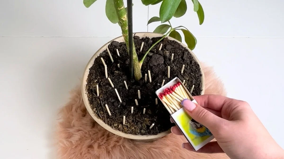 Sirky v rostlinách fungují jako přírodní hnojivo: vědecký důvod