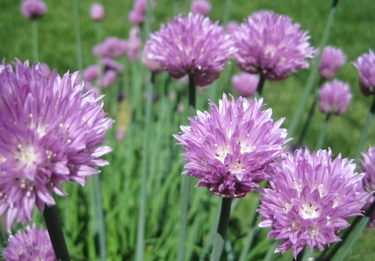 Dvě kapky octa do vody na květiny — věda, která prodloužila jejich život o měsíce