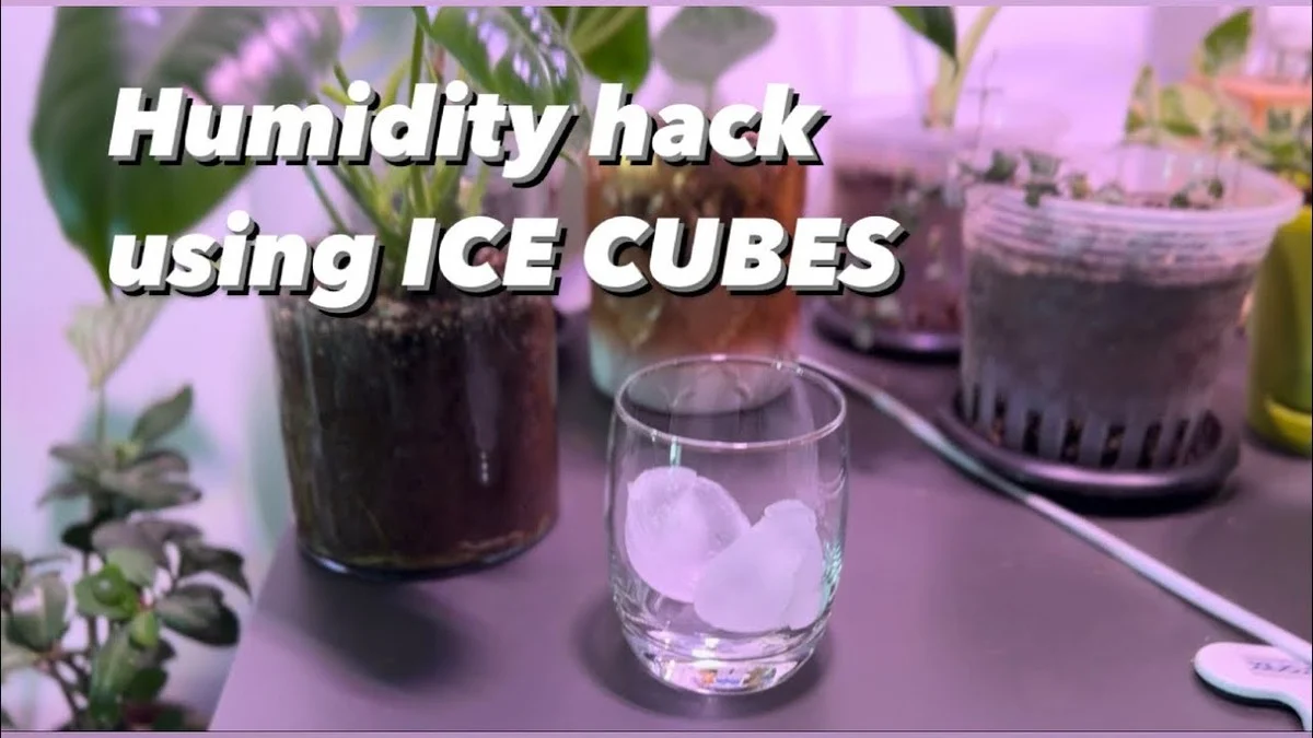 Sůl v misce před oknem: jednoduchý trik proti vlhkosti a plísním - image 2