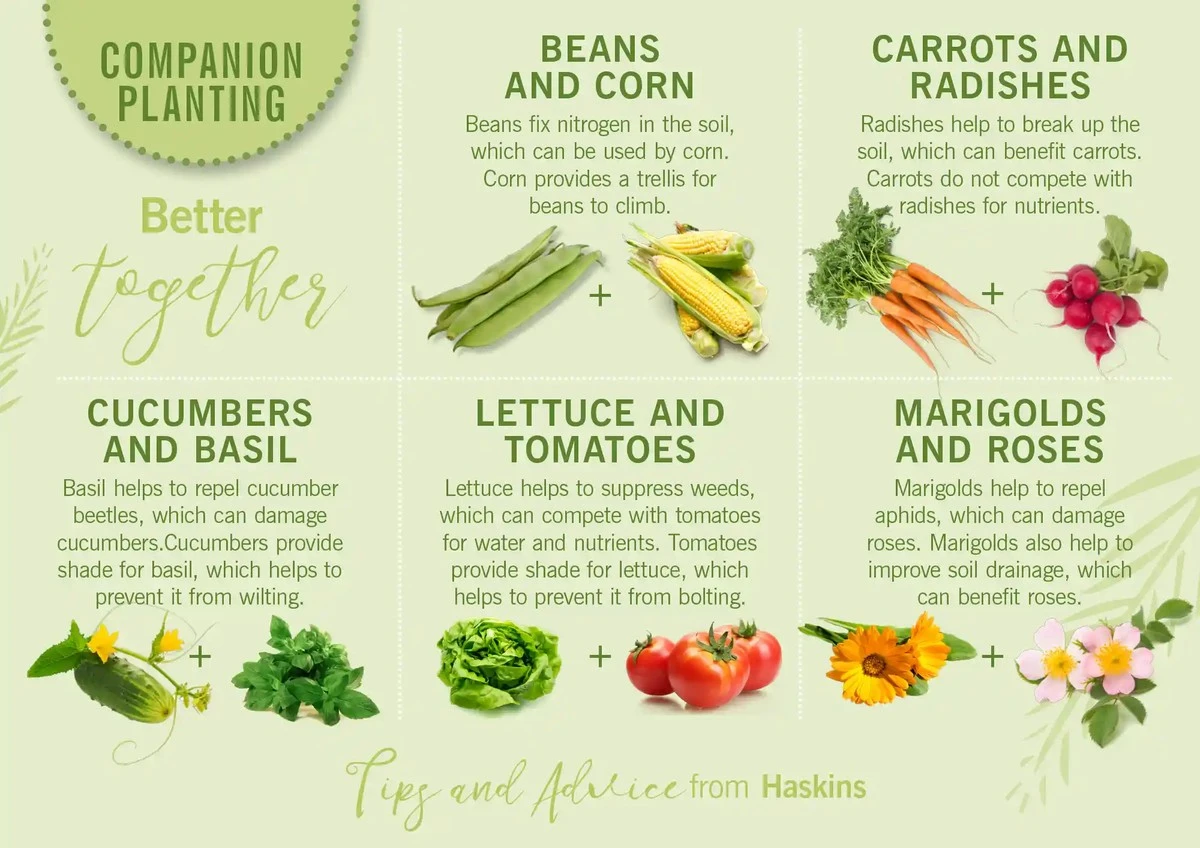 Česnek v zahradě: Přirozená ochrana, kterou ignore i nejodolnější paraziti - image 2