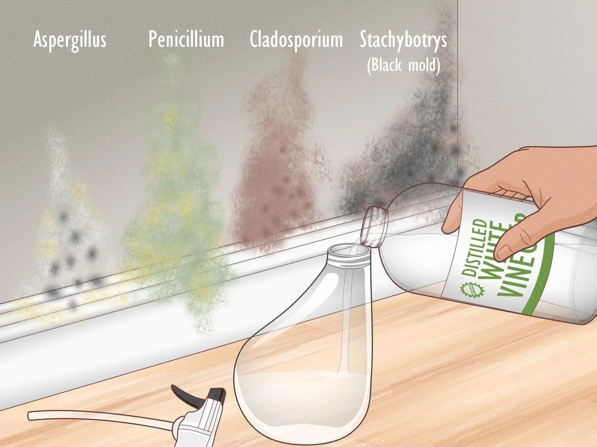 Papírový ručník a ocet: návrat k metodě našich babiček proti plísním - image 1