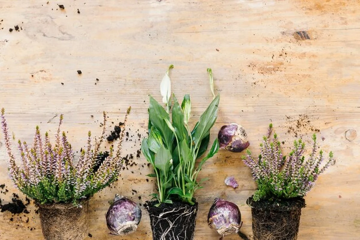 Byty bez balkonu: jak pěstovat čerstvé bylinky na zimě v pokoji - image 2