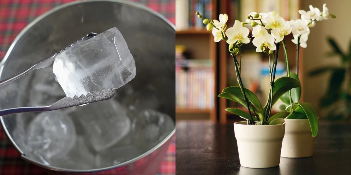 Ledová voda v květináči – trik květinářů proti usychání rostlin