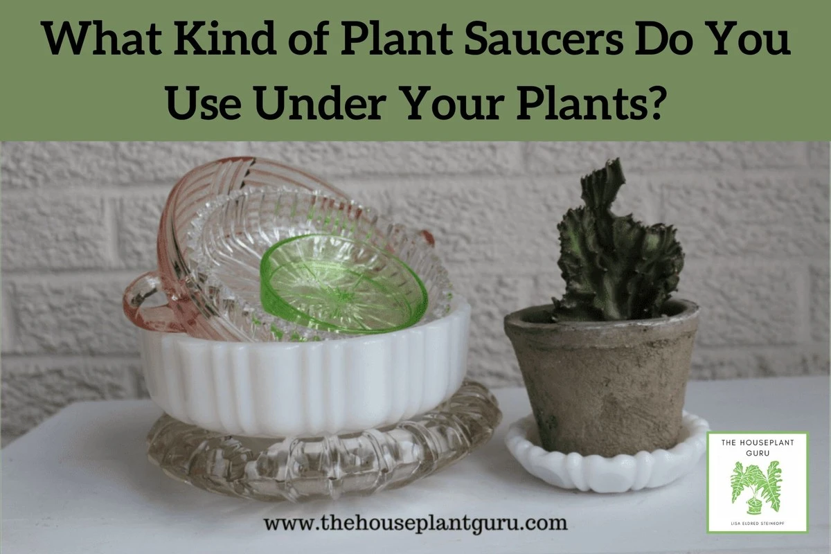 Papírové ručníky pod květináč: řešení na mokrý parapet, které funguje - image 2