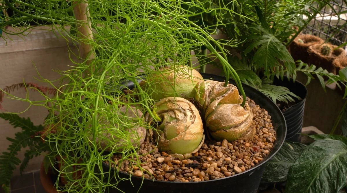 Vložte syrovou cibuli do květináče: zázrak proti plísni v bytě - image 2