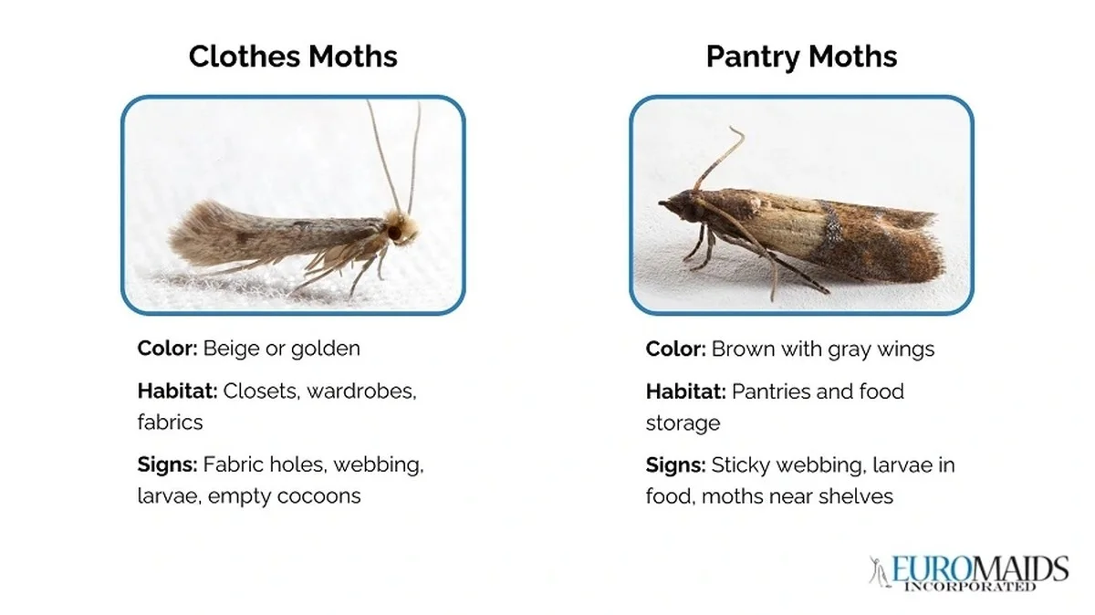 Vložte bobkový list do mouky: tajemství babiček proti molům - image 1