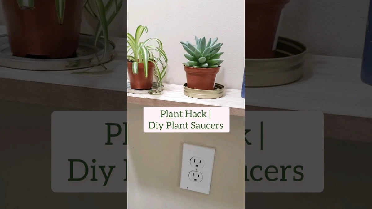 Papírová ručník pod květináč: Trik proti vlhkosti v bytě, který odborníci znají - image 2