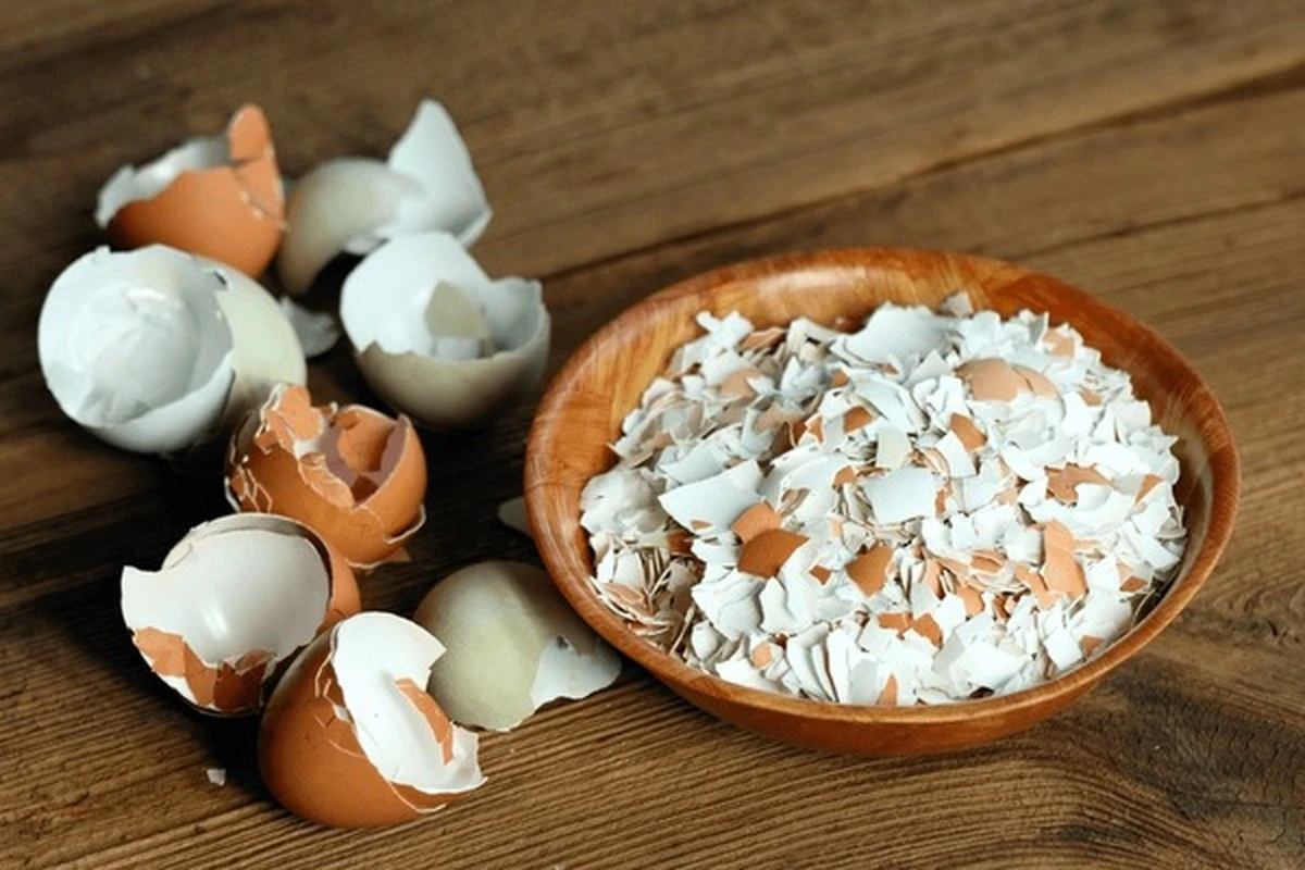 Vejce ve květináči: proč zahradníci znají tento starý recept na zdravé rostliny - image 2