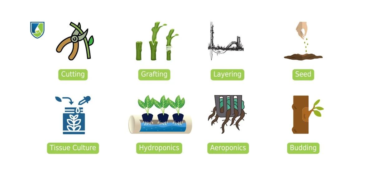 Hliníková fólie kolem květináče: proč se rostliny lépe rozmnožují - image 2