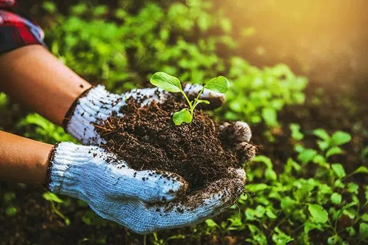 Cibulová slupka v květináči – proč si ji zahradníci nechávají pro sebe - image 2