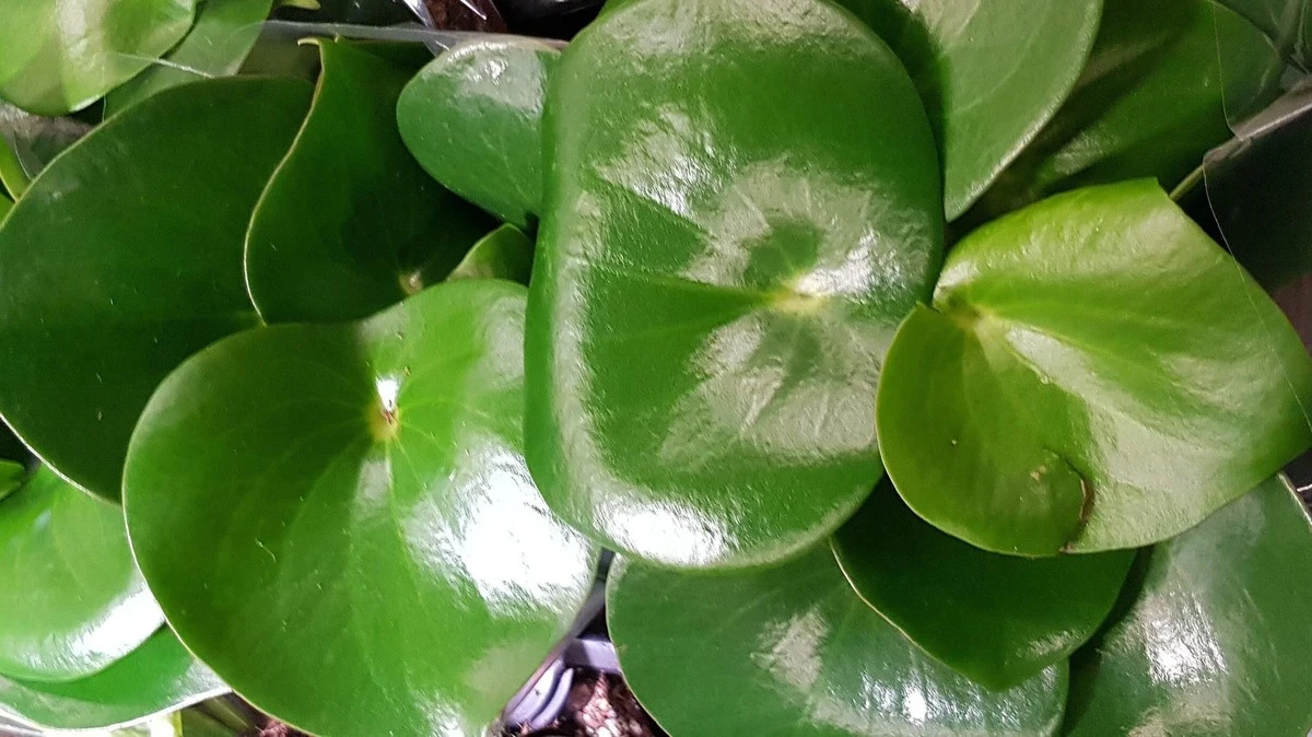 Banánová slupka na listech rostlin? Přirozený lesk bez chemie - image 1