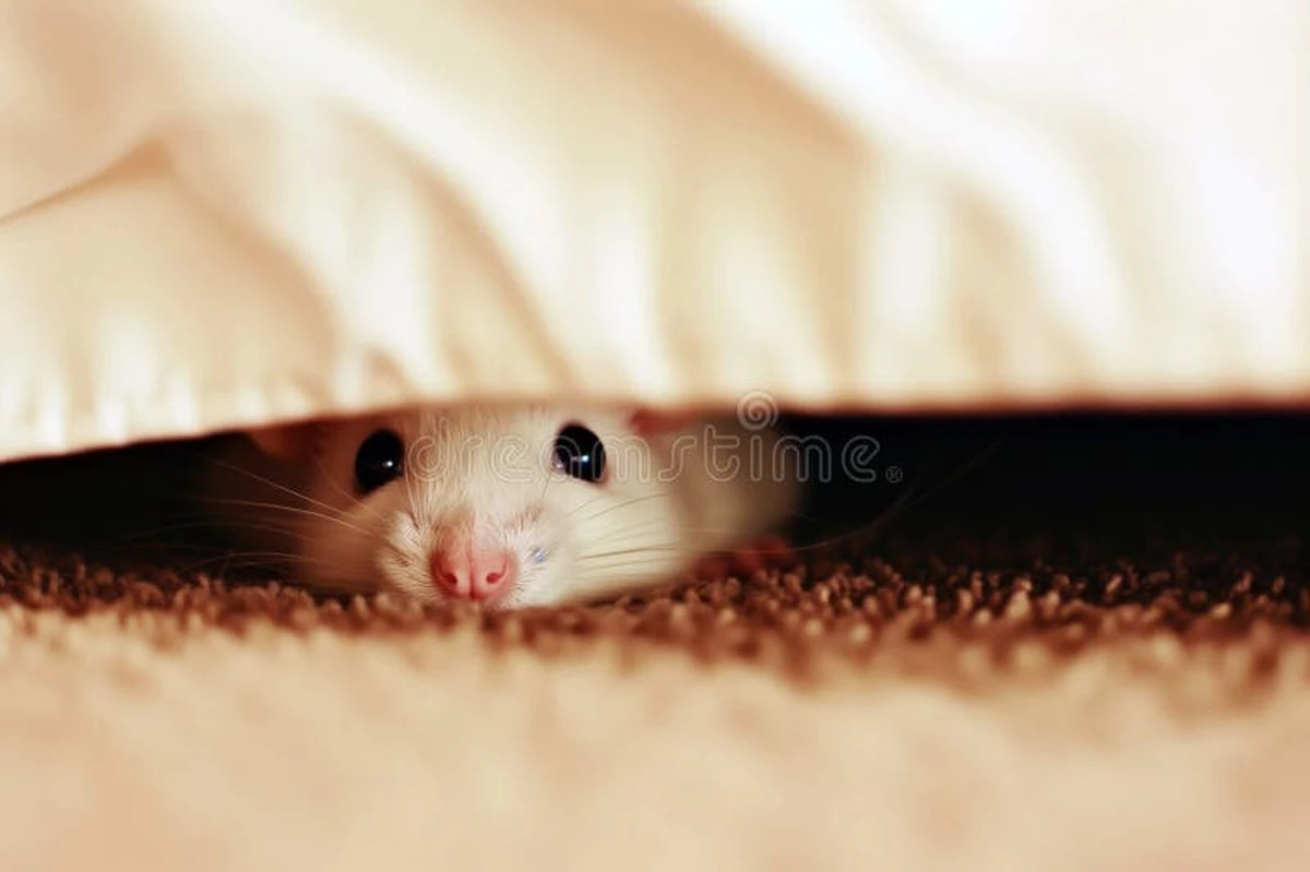 Igelitová Tašká Pod Postel: Jednoduchý Trik na Potkany a Hmyz - image 2