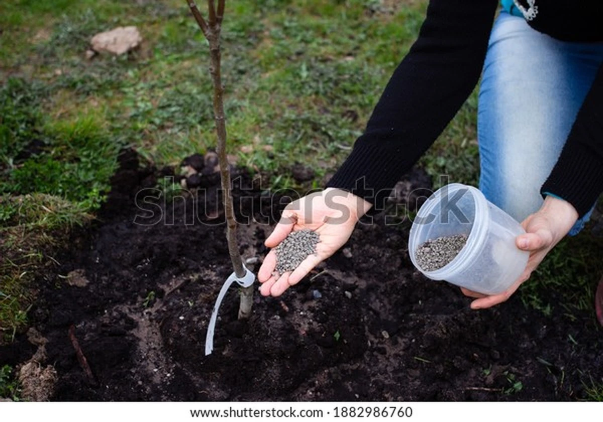 Vložte kousek sapropelu do moučníku a zbavte se molů natrvalo