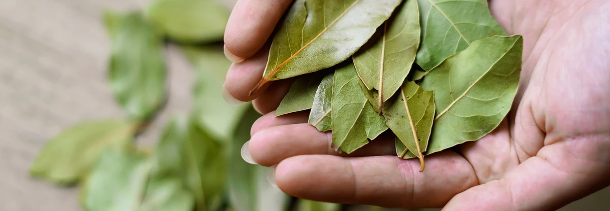 Bobkový list v mouce chrání vaši zásobu před škůdci již sto let - image 1