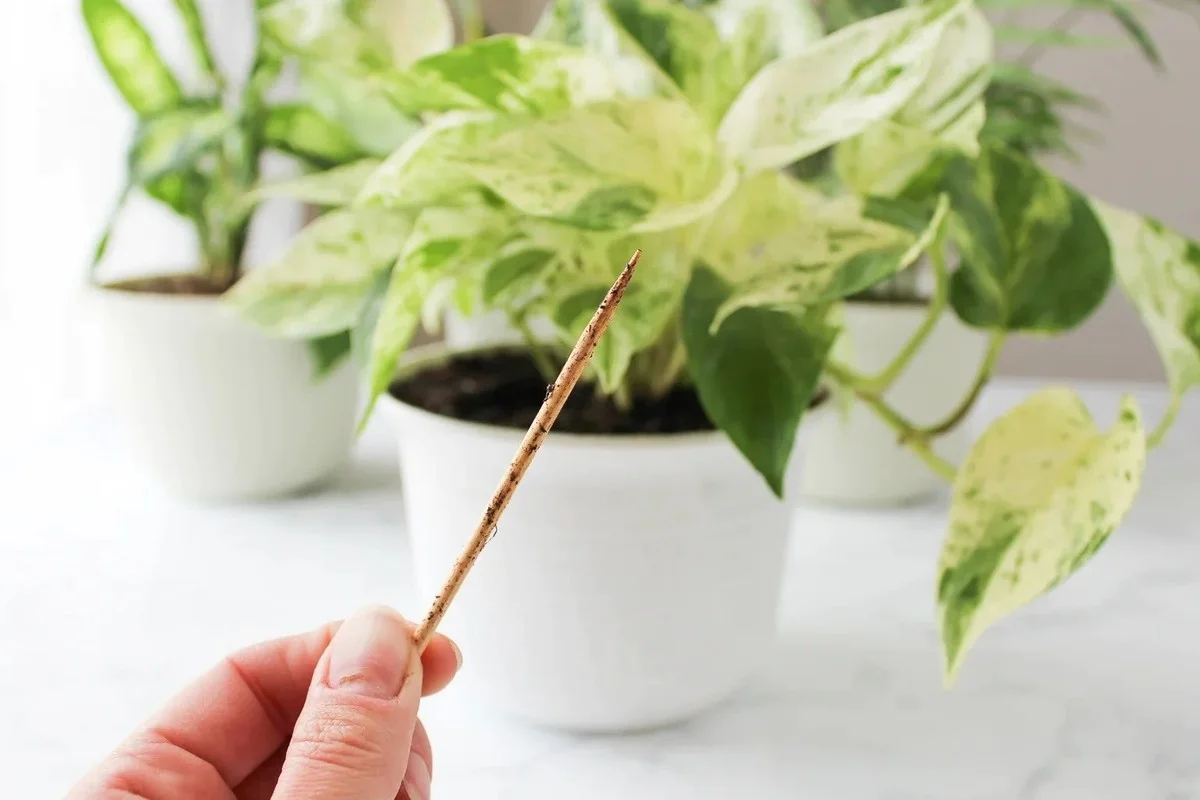 Hliníková fólie kolem květináče řeší problém s vlhkostí nadobro - image 1