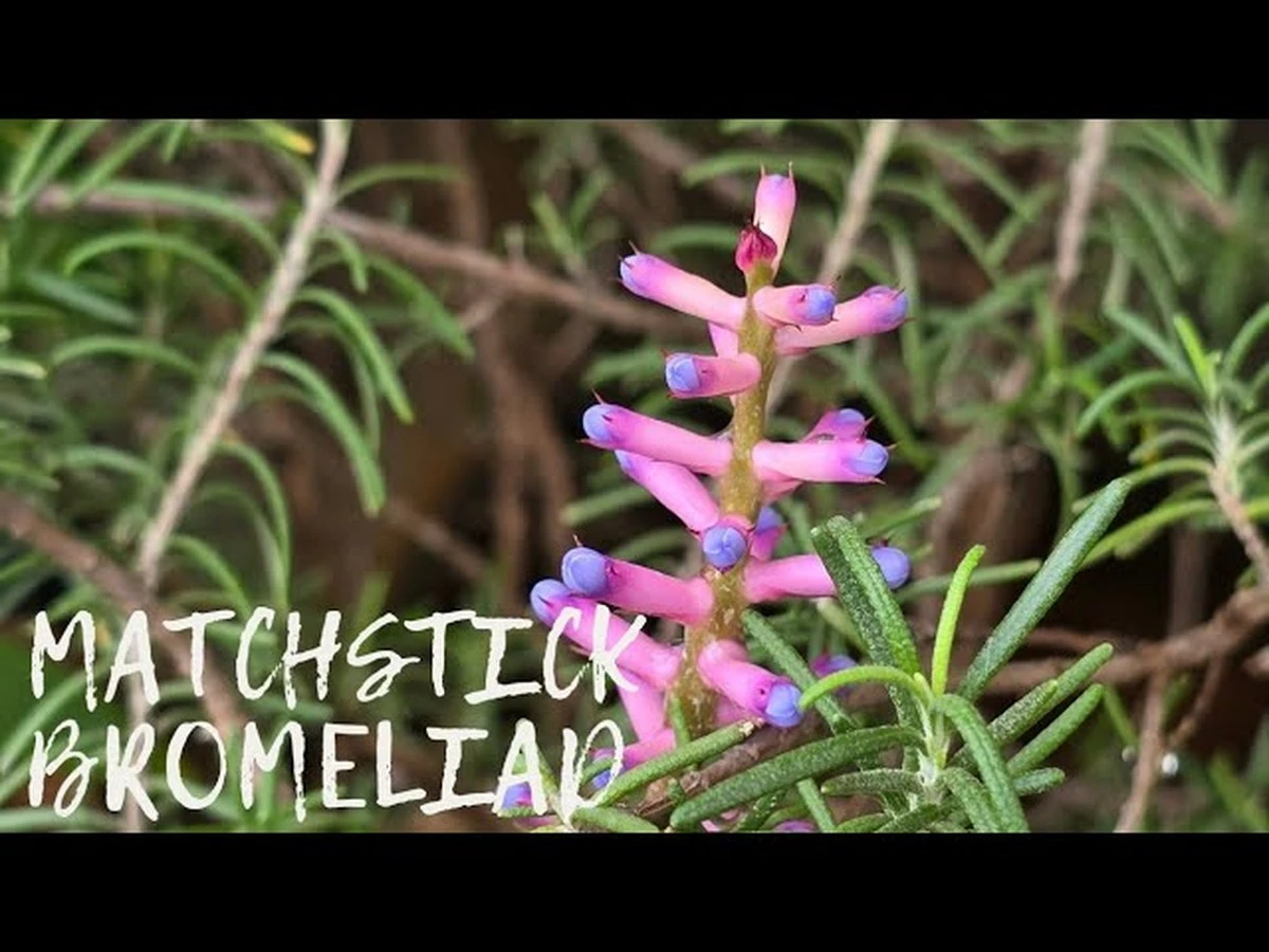 Sirka od zápalek proti plísni v květináči: Funguje lépe než chemie