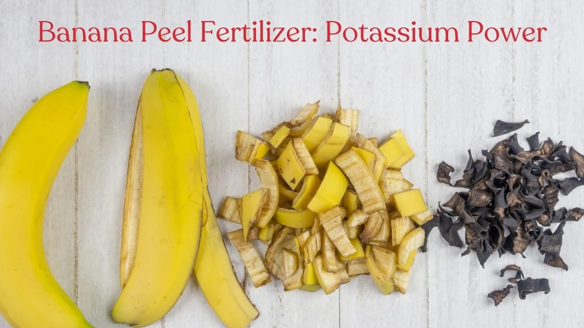 Kůra od banánu na pokojovky: Nejlevnější hnojivo v domě