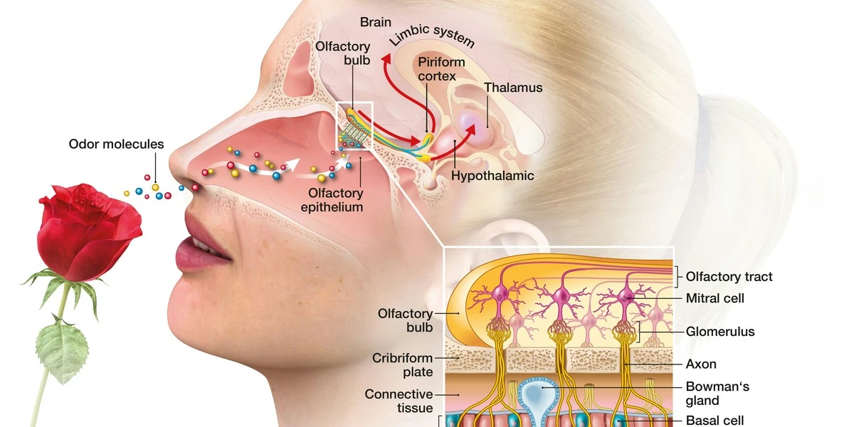Citronová kůra za radiátorem snižuje účty o čtvrtinu – vědecky prokázáno - image 2