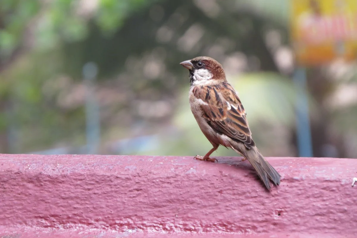 Umístěte CD za okno a vrabci nebudou loupit balkon - image 1