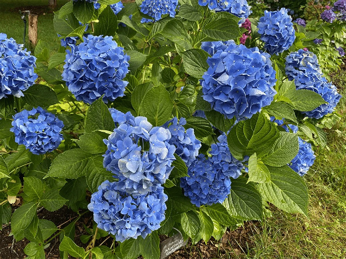 Hřebík do květináče změní vaši zahradu: Proč právě železo pomáhá