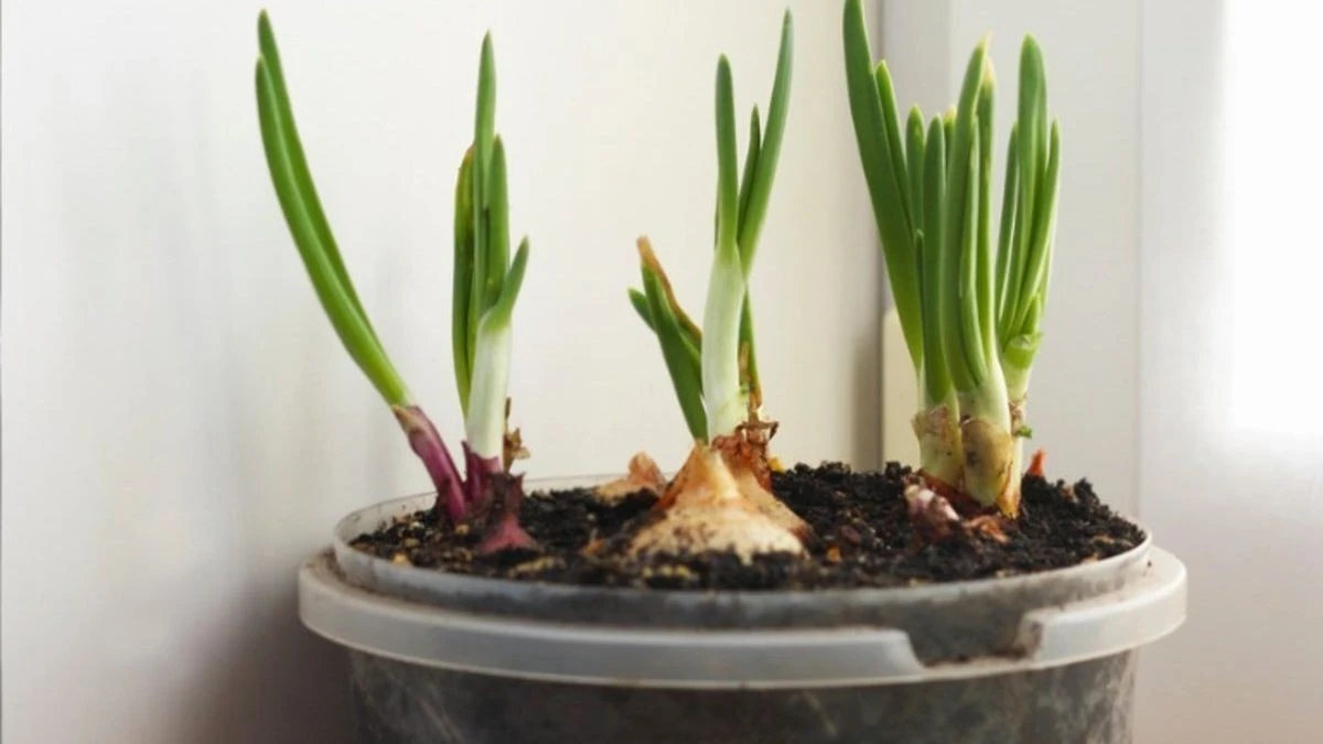 Cibulová slupka v květináči – přírodní řešení proti plísním v domě - image 2