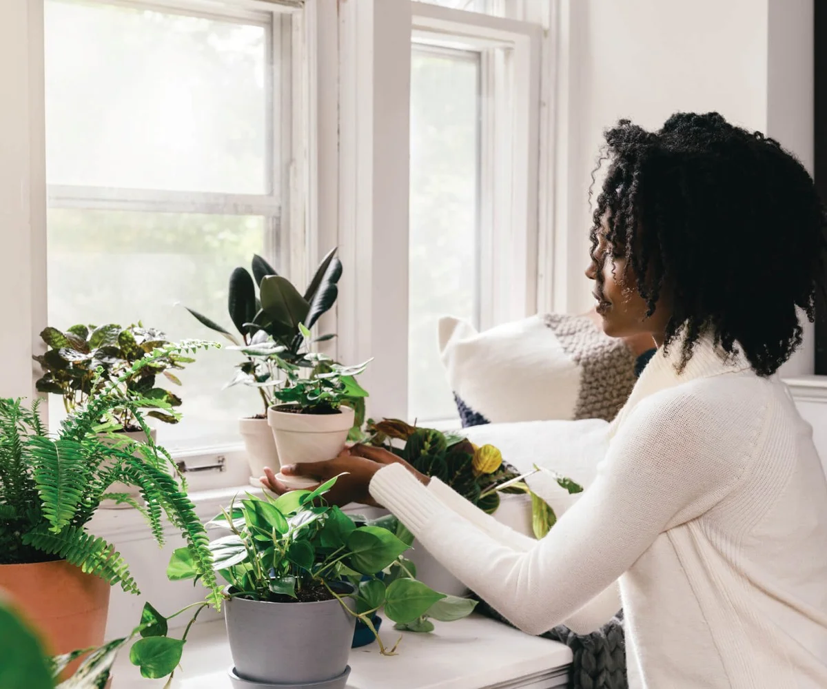 Ocet v budíčku na rostliny změní váš pokojový les - image 2