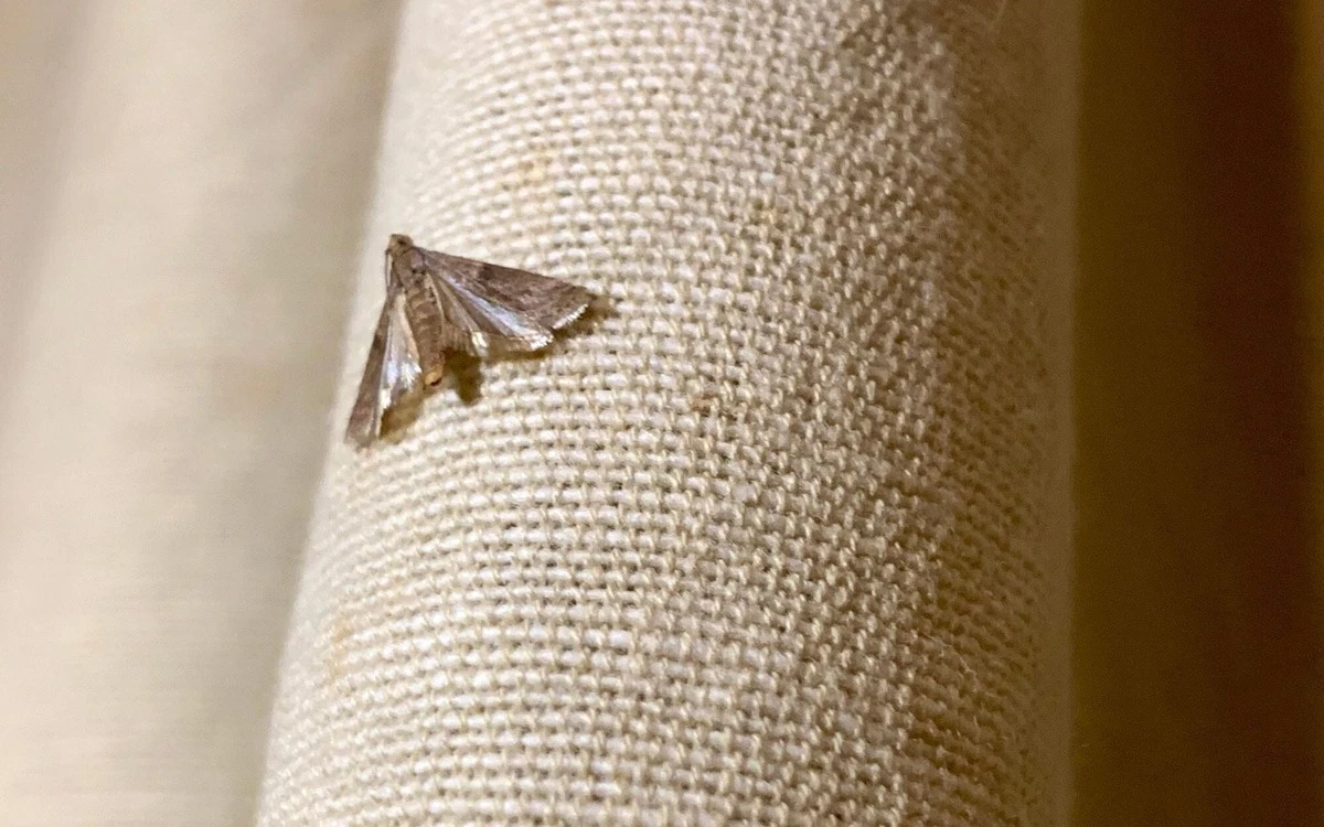 Bobkový list do mouky: 100 let starý trik proti molům v domácnosti