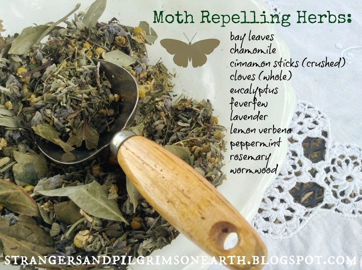 Vložte bobkový list do mouky: starobylý trik proti molům a škůdcům - image 2