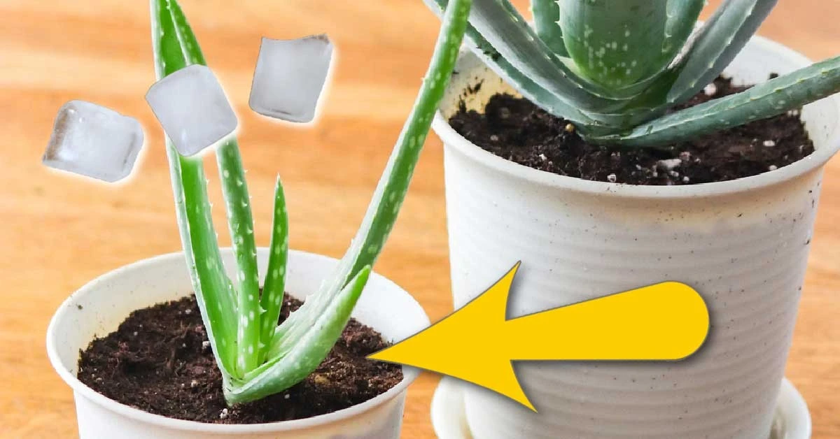 Ledová voda v květináči – trik květinářů proti usychání rostlin - image 2