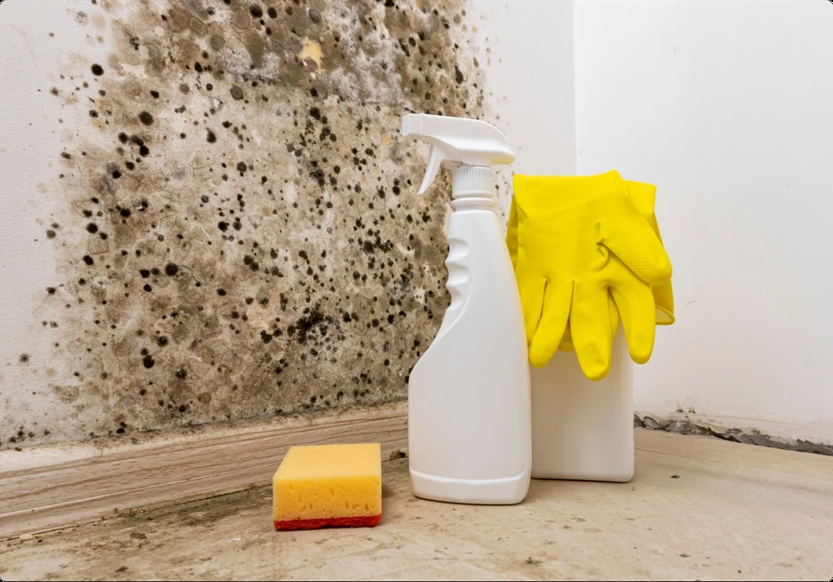 Skořicový prach za lednici? Proč to stojí za zkoušku proti plísním - image 2