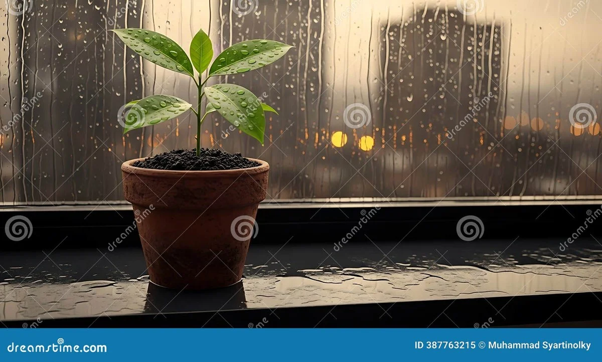 Papírový ručník pod květináč: řešení mokrého parapet jednou provždy - image 1