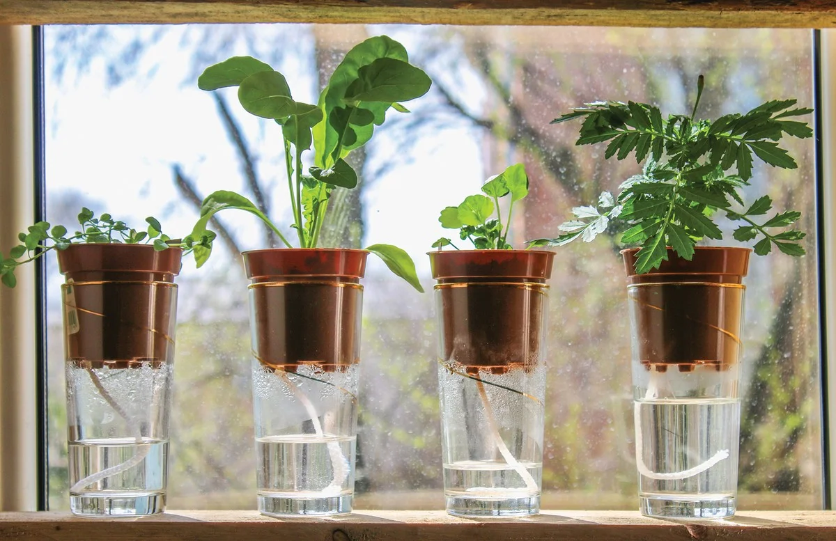 Papírové brčko v květináči – proč to dělají zahradníci - image 1