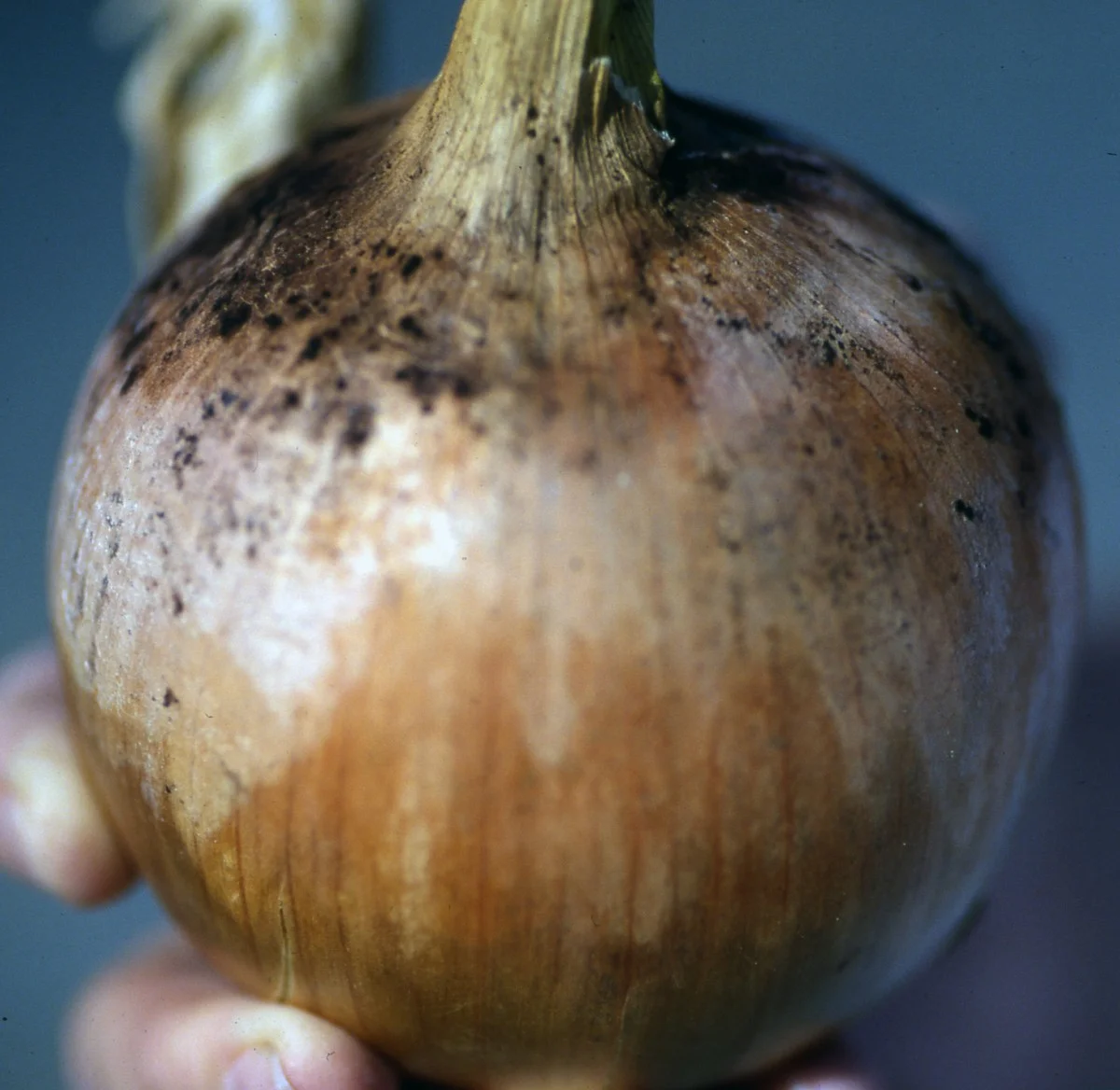 Vložte syrovou cibuli do květináče: zázrak proti plísni v bytě - image 1