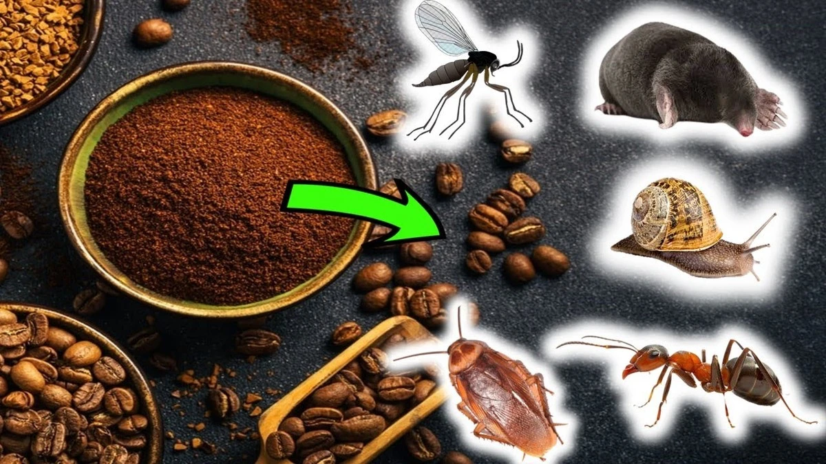 Kávové slupky pod postel: co skrývají deratizéři