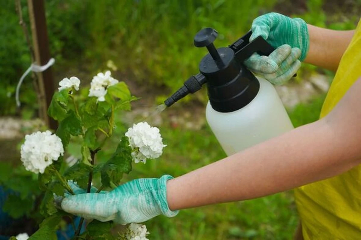 Škropidlo z octa a mýdla: nejlevnější herbicid na zahrádku - image 2