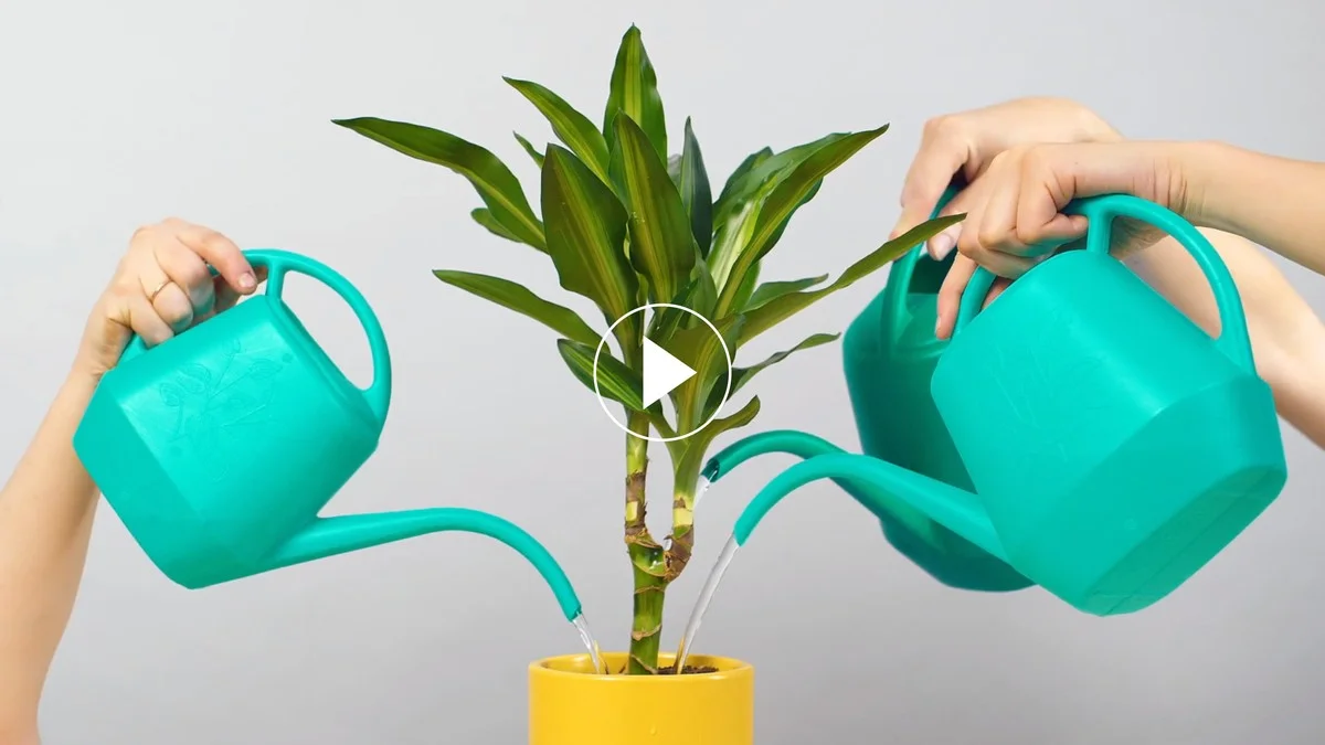 Papírový ručník pod květináč: řešení mokrého parapet jednou provždy