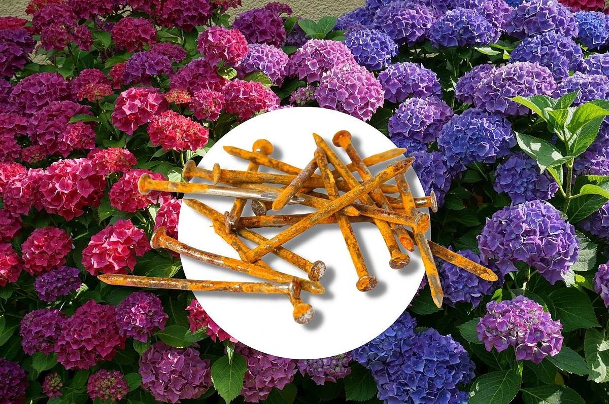 Hřebíky do květináčů: proč zahradníci tímto trikom svěří své rostliny - image 2