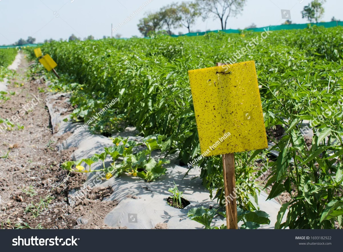 Vosí papír funguje lépe než lepicí páska – jak jej používat v domácnosti chytře