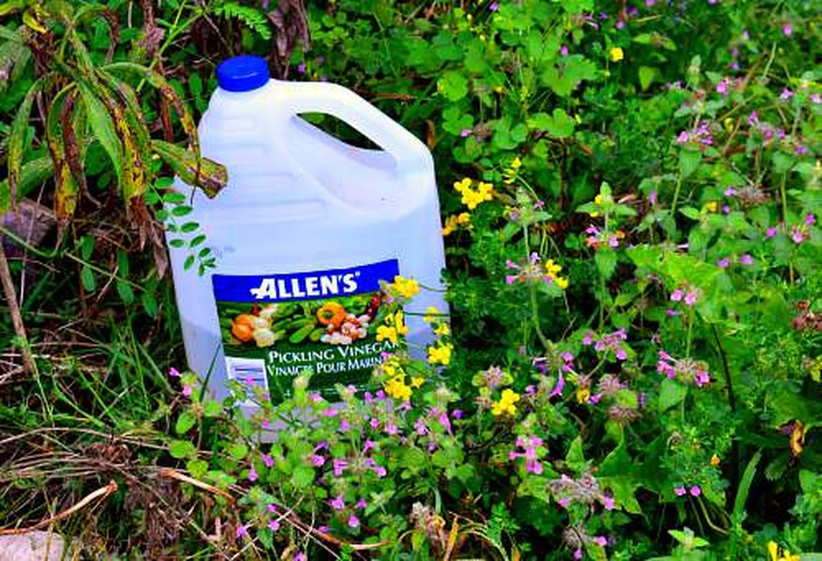 Obyčejný ocet v květináči: co se stane za 48 hodin - image 1