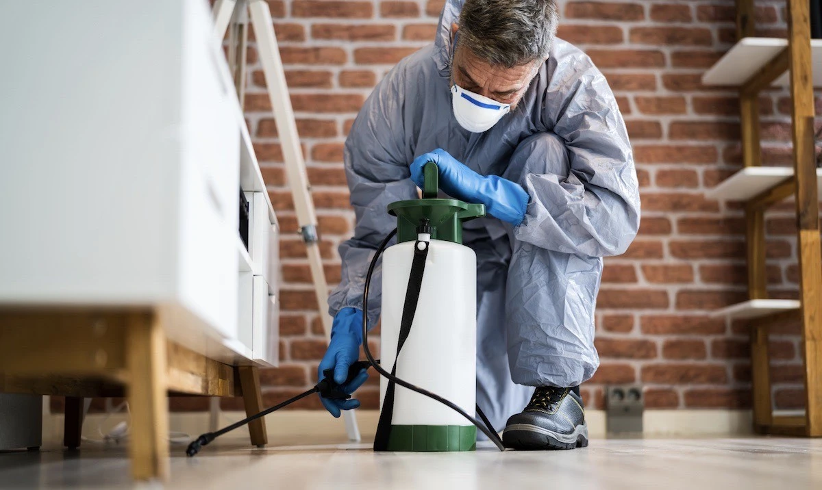 Sirka do květináčů: přírodní řešení proti mouchám v bytě - image 2