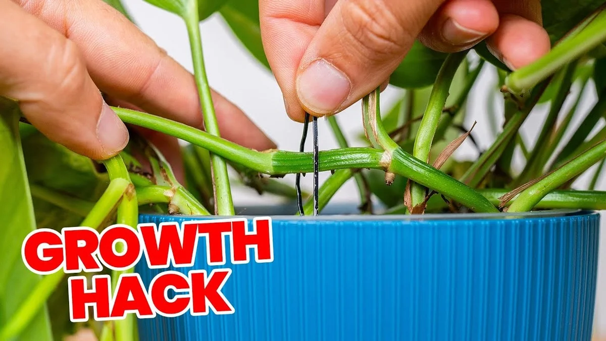 Umístěte sirky do květináčů a květiny vám to odmění růstem - image 1